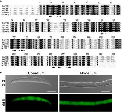 Thioredoxin Reductase Is Involved in Development and Pathogenicity in Fusarium graminearum